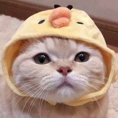 زاہد محمود avatar